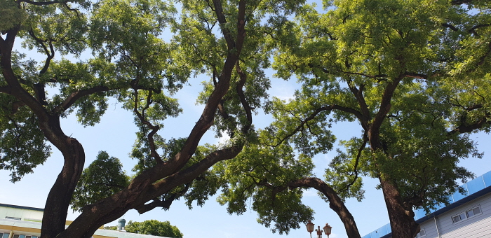 구미 동부리 회화나무