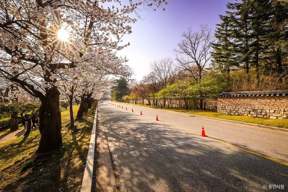 가실벚꽃길
