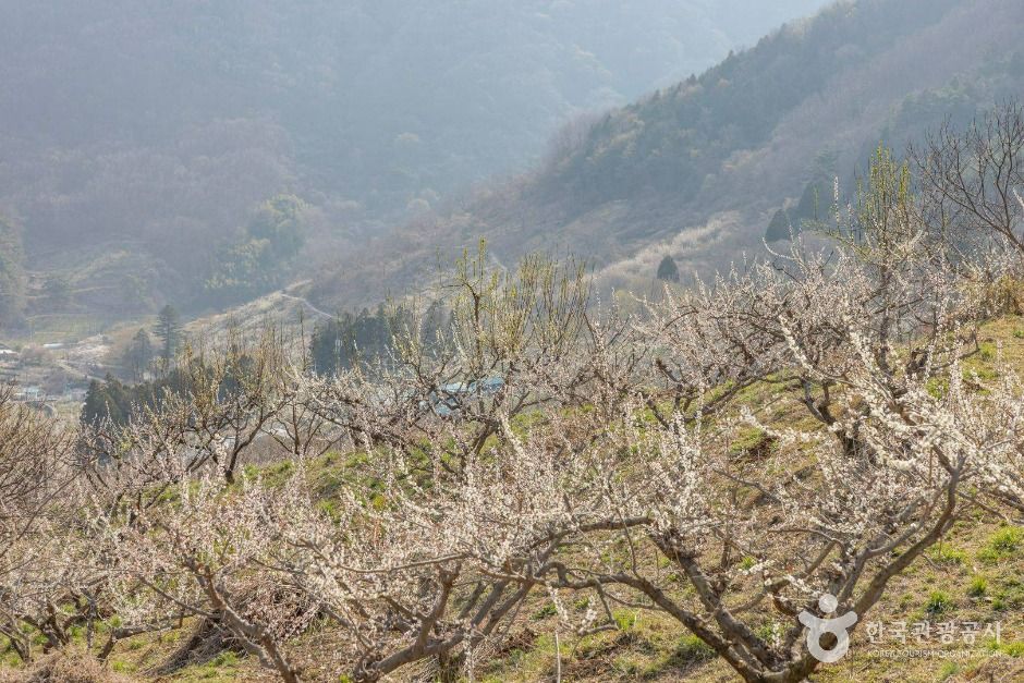 순천 향매실마을 (4)