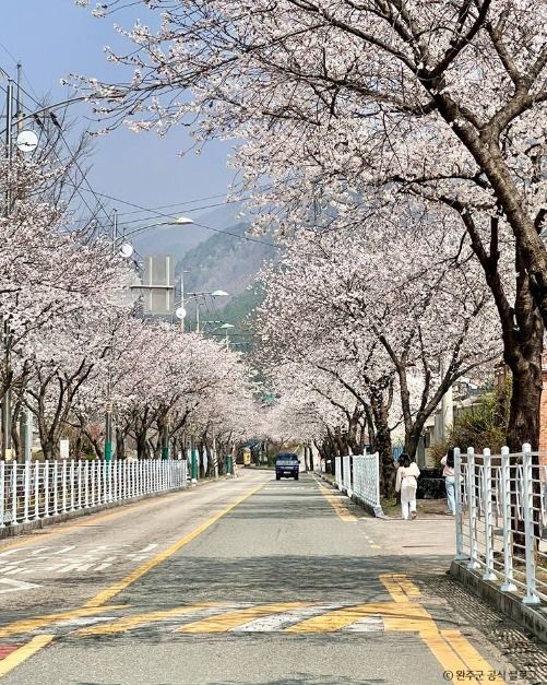 소양벚꽃길