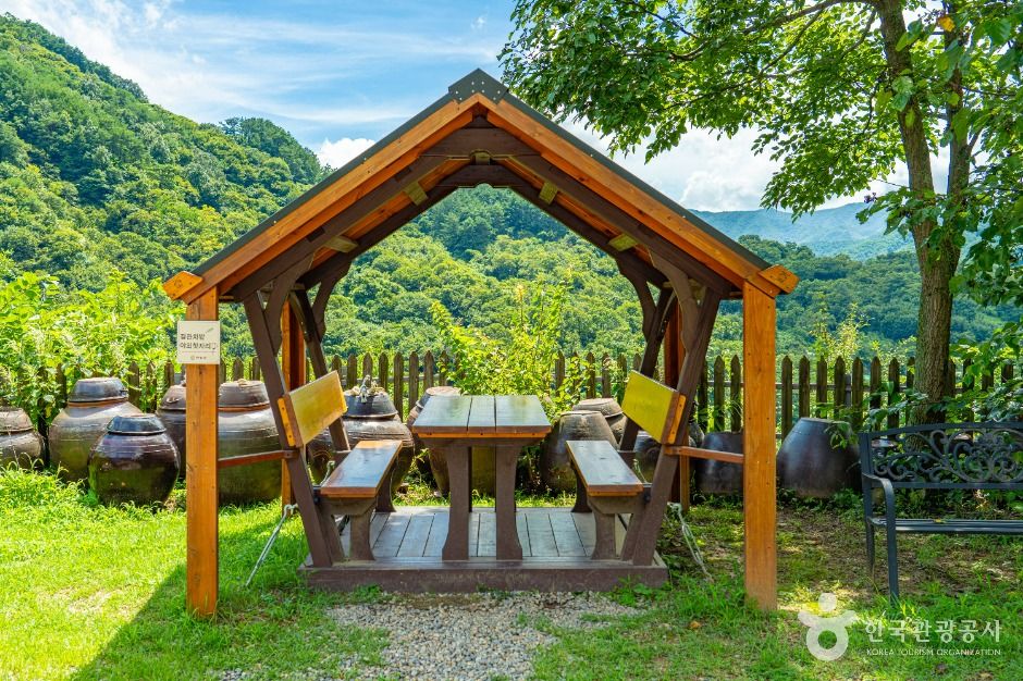하동_도심다원 (4)