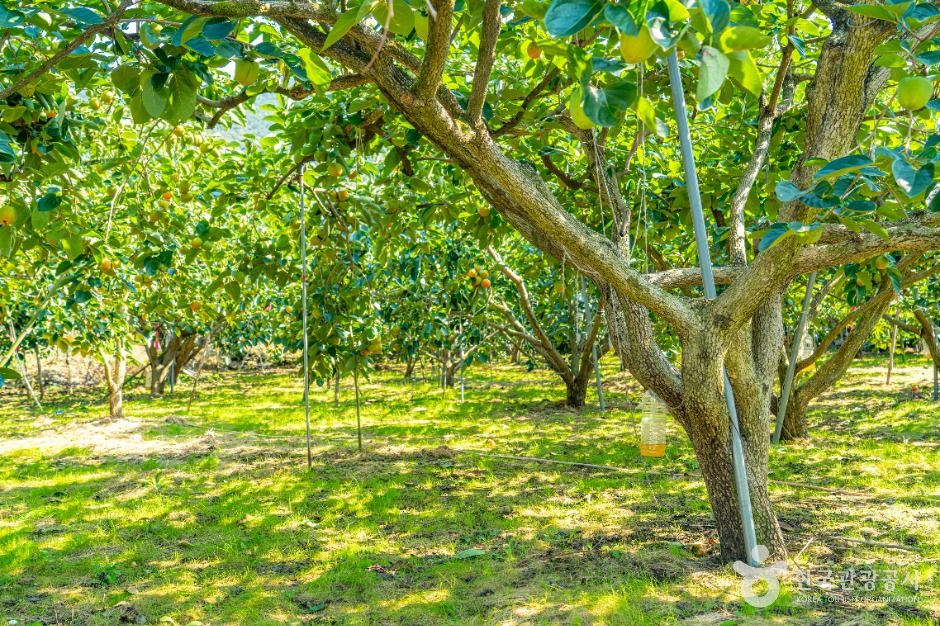 악양대봉감 정보화마을