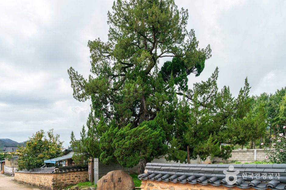 의성 사촌리 향나무