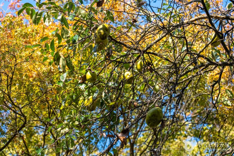 thumbnail-강천사 모과나무-0