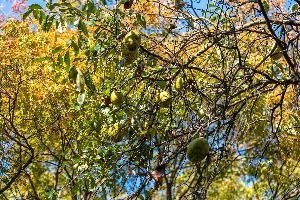 강천사 모과나무