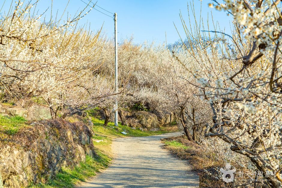 광양_홍쌍리 청매실농원 (2)