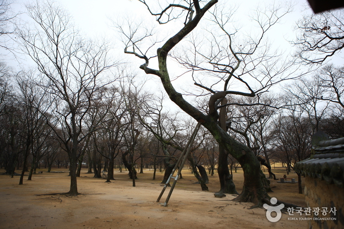 Gyerim Forest (계림)