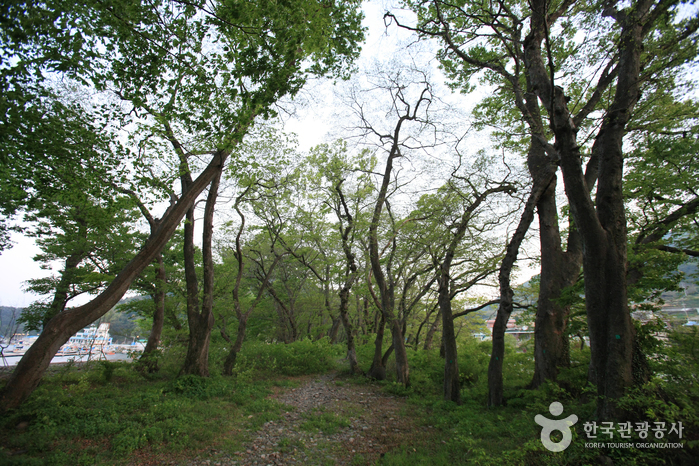 Mulgeon Windbreak Forest (남해 물건리 방조어부림)