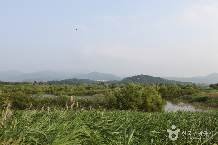 대구 달성습지