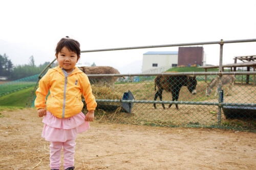 Daegwallyeong Donkey Ranch Don Quixote (대관령당나귀목장 돈키호테)