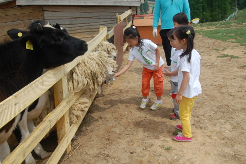 Daegwallyeong Donkey Ranch Don Quixote (대관령당나귀목장 돈키호테)