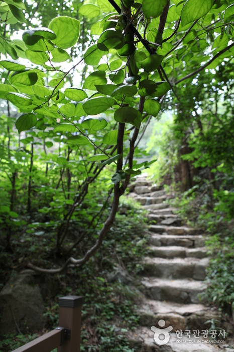 수성동계곡 숲에서 볼 수 있는 돌계단