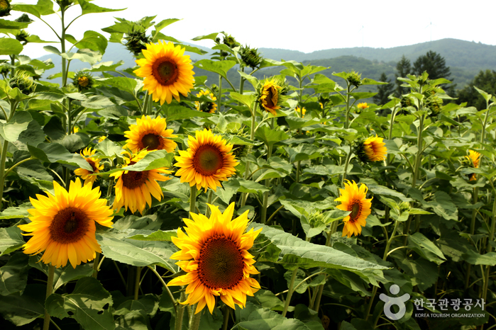 Taebaek Sonnenblumenfestival (태백 해바라기축제)