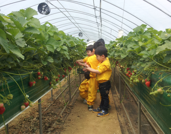 Uncle Strawberry’s Farm (논산 딸기삼촌농장)