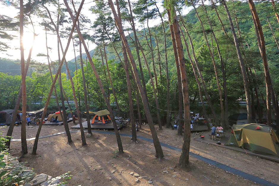 소나무숲아래캠핑장