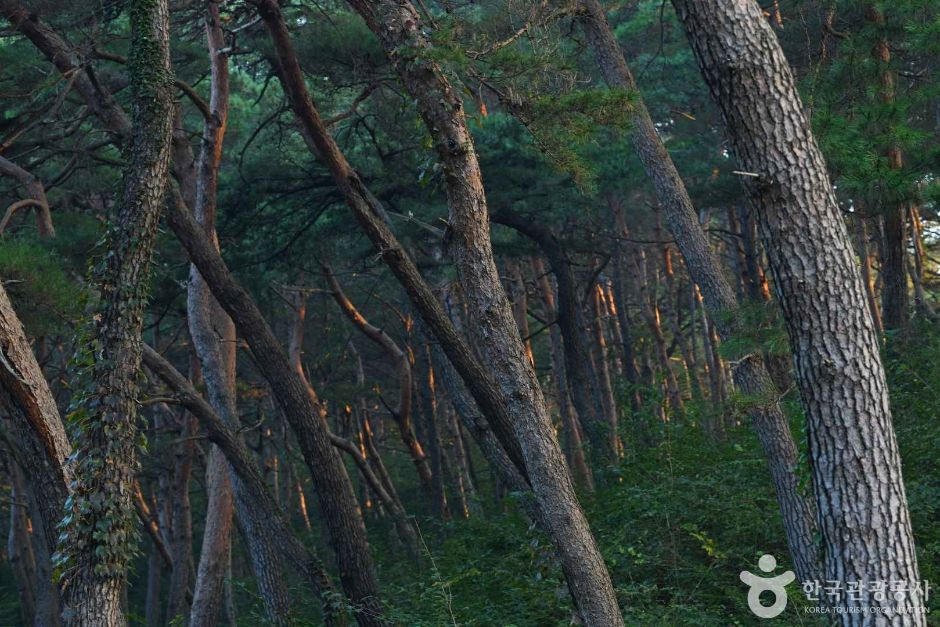 마곡사 천연송림욕장