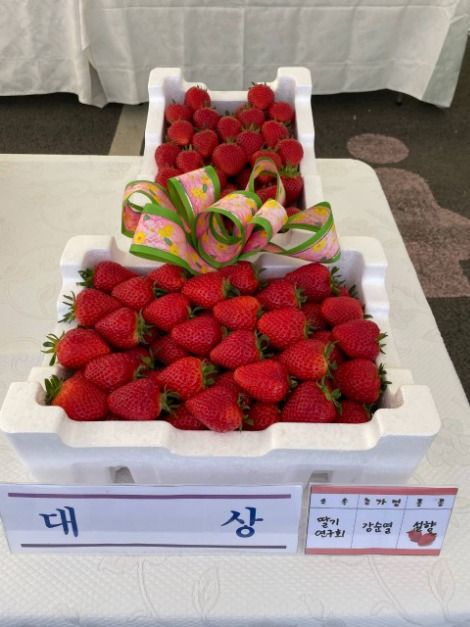 Wanju Samrye Strawberry Festival (완주삼례딸기대축제)