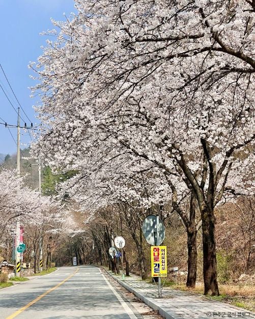 소양벚꽃길