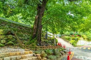 하동_하동 범왕리 푸조나무 (1)