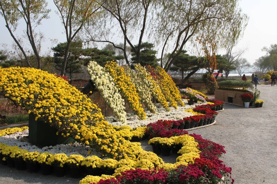 2025 백제고도부여국화축제 9