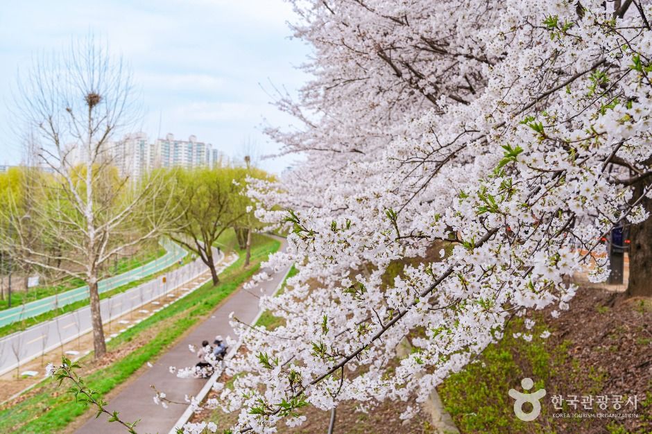 안양천제방벚꽃길