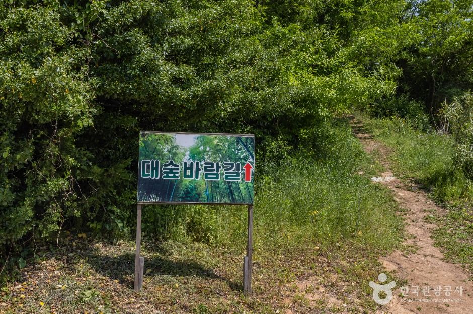 면천읍성 대숲바람길