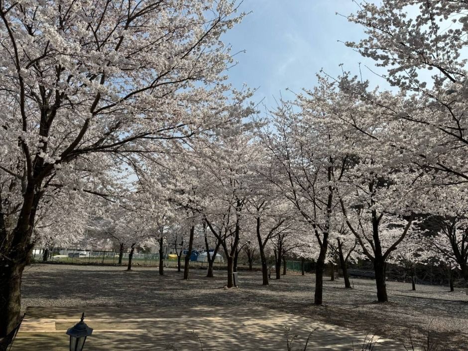 경주_반딧불이캠핑장 (3)