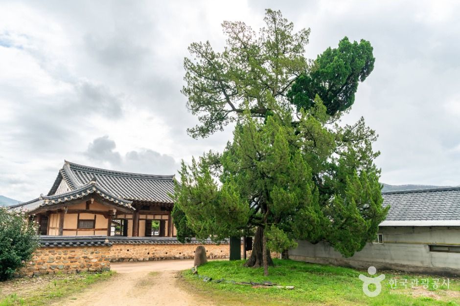 의성 사촌리 향나무