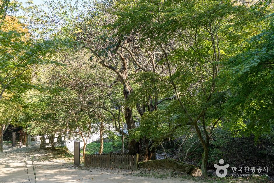 thumbnail-강천사 모과나무-1