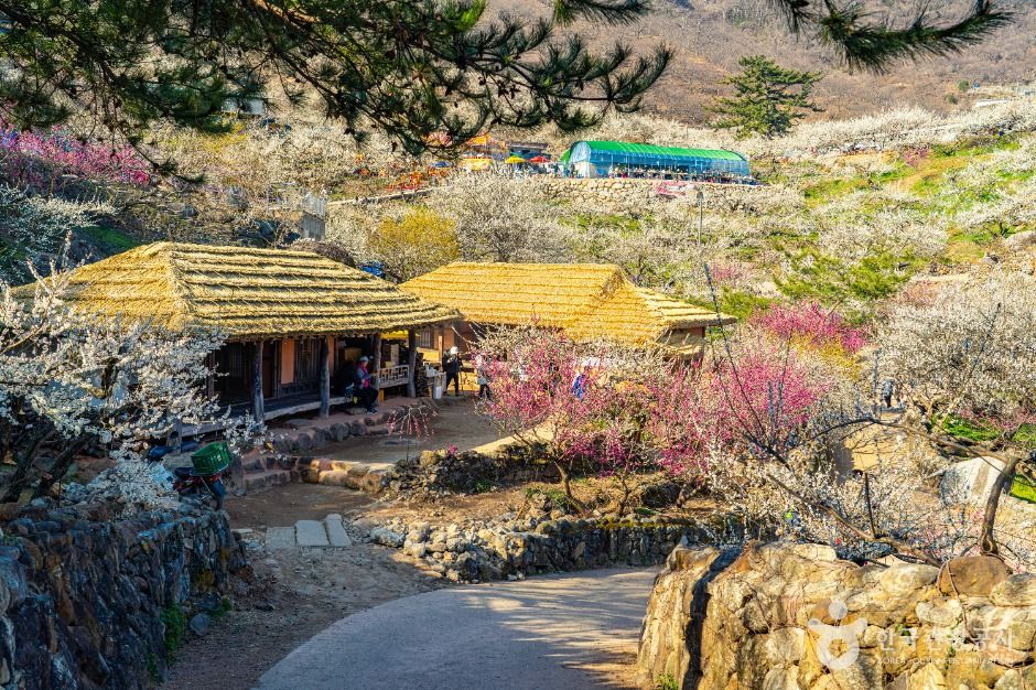 광양_홍쌍리 청매실농원 (3)