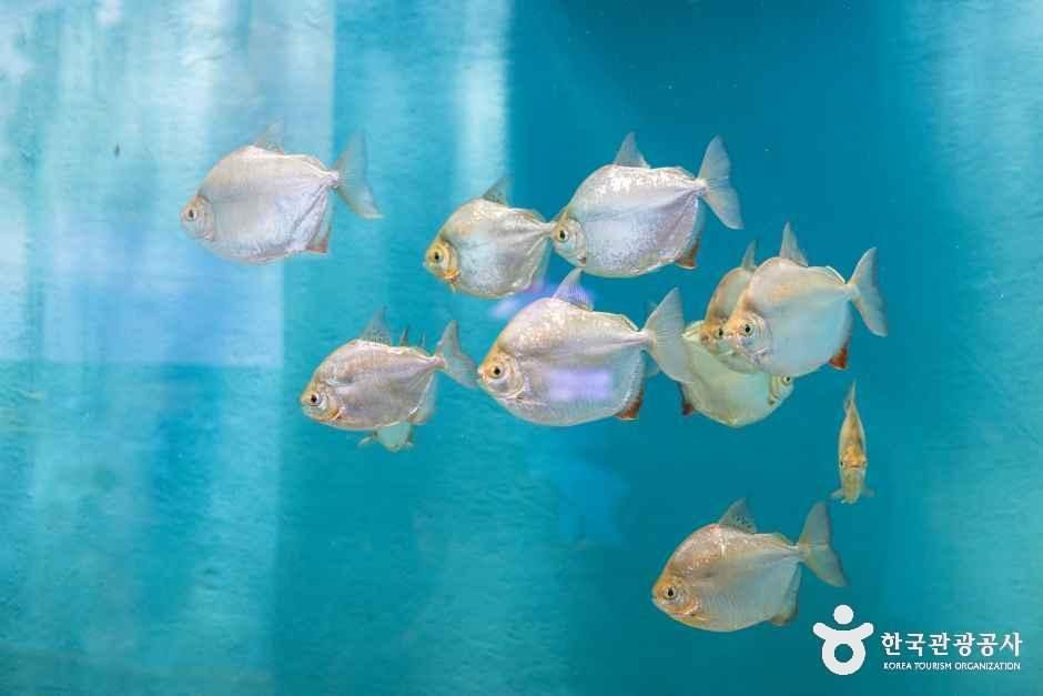 thumbnail-충북아쿠아리움-3