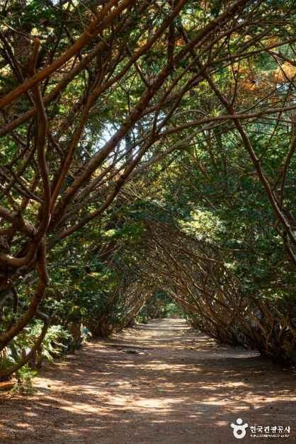 thumbnail-벽초지수목원-13