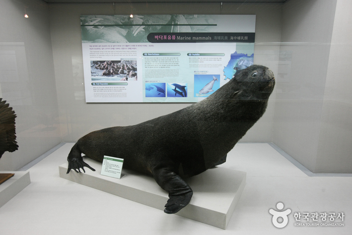 Museo de Historia Marina Natural de Busan (부산해양자연사박물관)