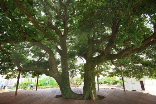 장흥 삼산리 후박나무1