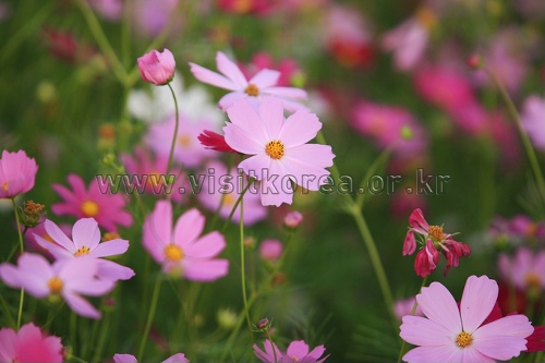 석곡 코스모스음악회0