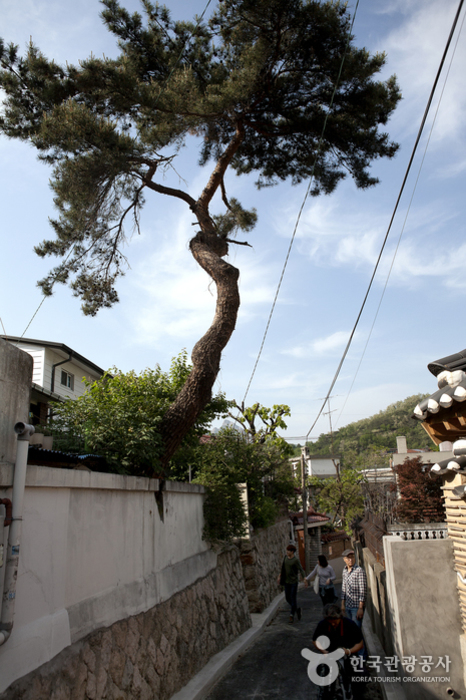 담벼락을 헐어 나무가 자랄 수 있게 했다.