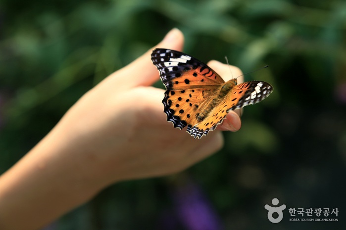 손가락에 꿀물을 적셔 나비를 유인한다.