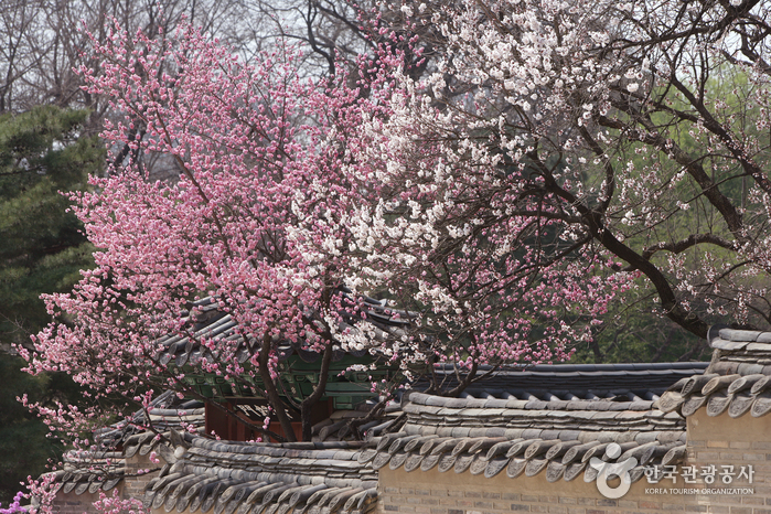 Palast Changdeokgung und Garten Huwon [UNESCO Weltkulturerbe] (창덕궁과 후원 [유네스코 세계문화유산])