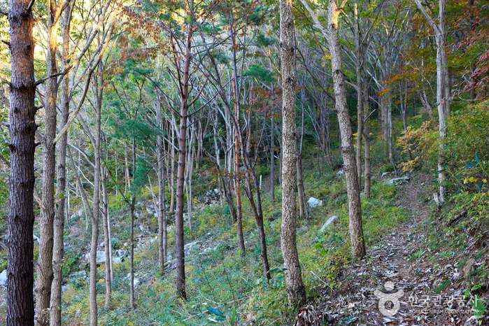 Nationaler Erholungswald Cheongwansan (국립 천관산자연휴양림)