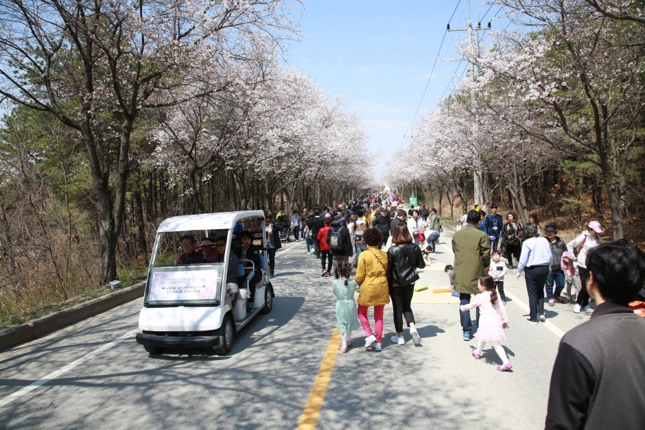 Festival des cerisiers de la rivière Heungcheon à Yeoju (여주흥천남한강 벚꽃축제)
