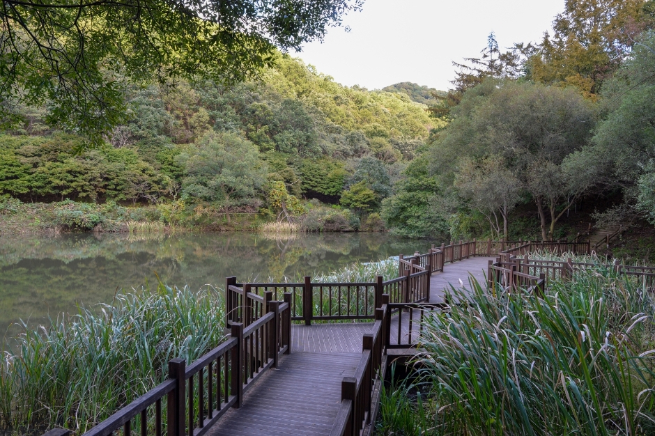 Jangdong Forest Park (장동산림욕장)
