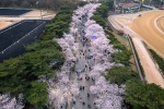 렛츠런파크 서울 벚꽃축제 '벚꽃야경'