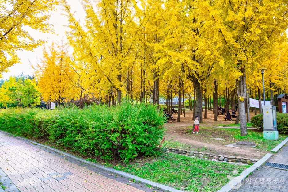 인천_원적산공원 은행나무숲 (9)