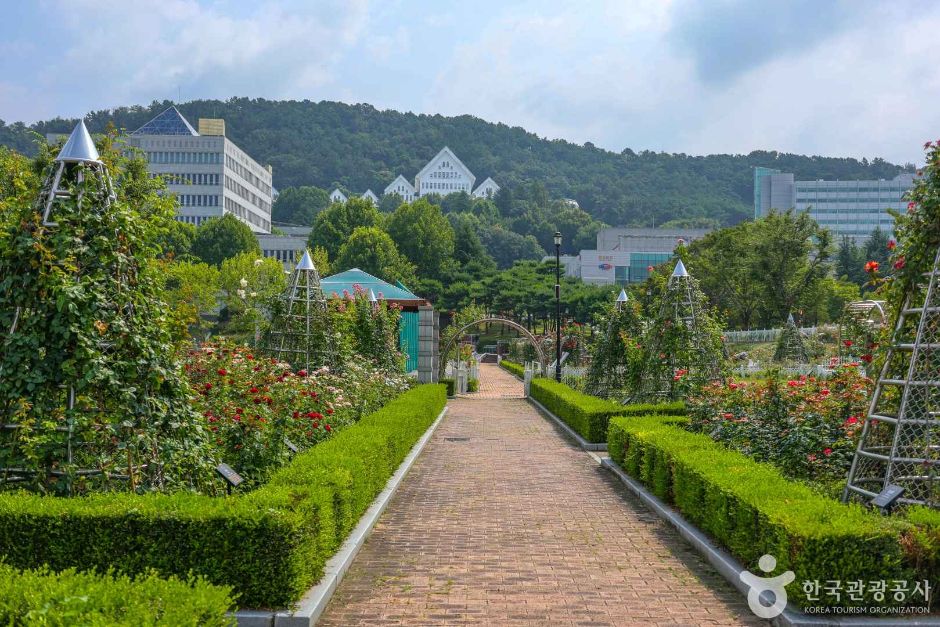 조선대학교 장미원