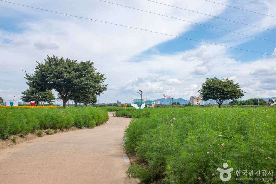 대부잠수교해바라기밭