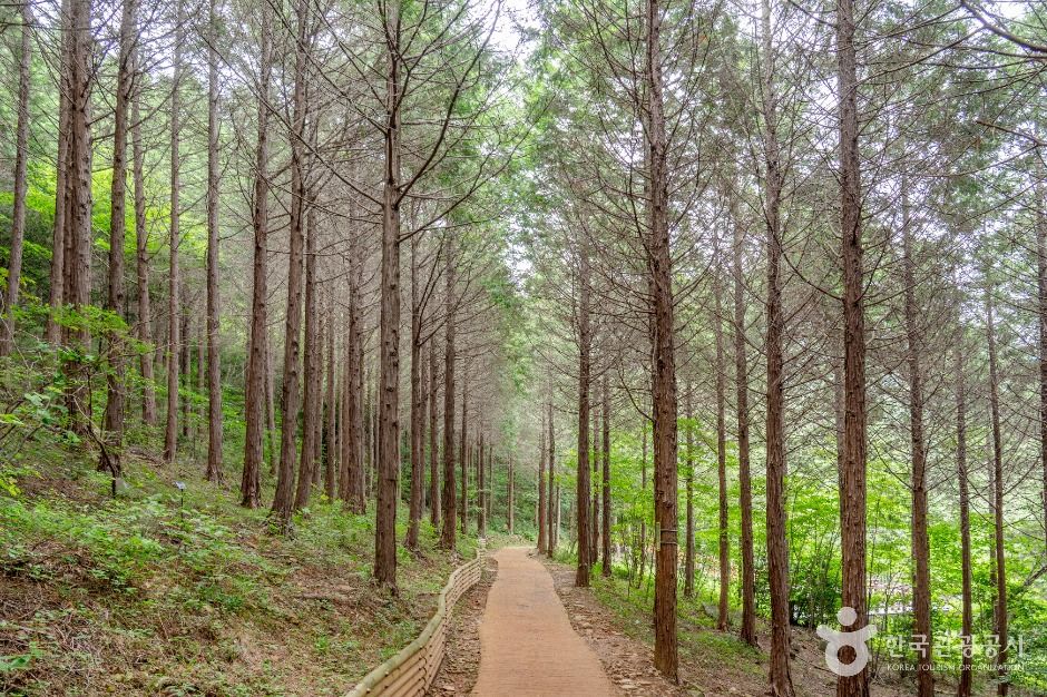 고흥_팔영산 편백 치유의숲 (3)