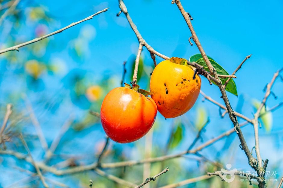 악양대봉감 정보화마을
