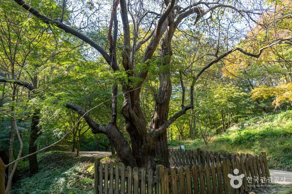 thumbnail-강천사 모과나무-2