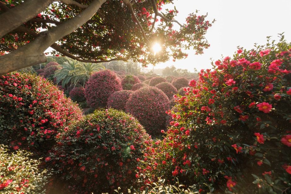 제주동백수목원