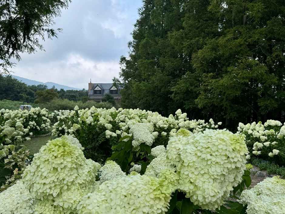 thumbnail-하늬라벤더팜-7